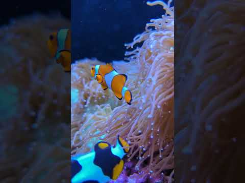 Beautiful Clownfish Reef Aquarium #shorts