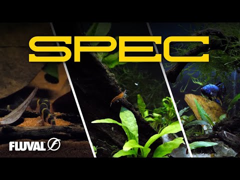 Add Design to Your Desktop | Spec Series Aquariums