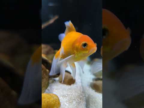 Adorable Fantail Goldfish! #shorts