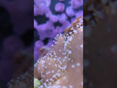 Happy & Healthy Leather Coral! 😊 #shorts