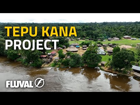 THE TEPU KANA PROJECT | Protecting the Amazon with Aquarium Fish