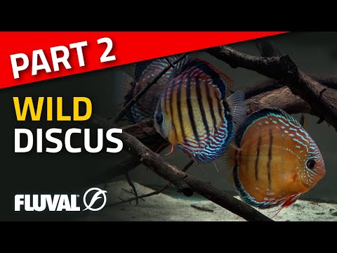 KEEPING WILD DISCUS | The Importance of Quarantine