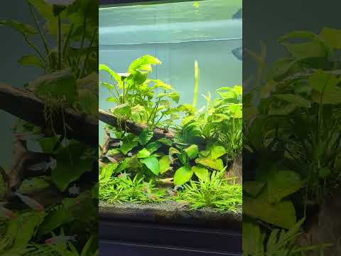 Fluval Shaker 44 Planted Aquarium! #shorts
