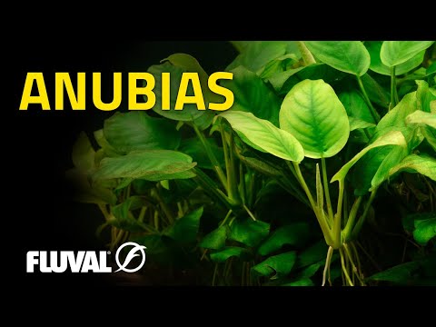 Species Spotlight | Anubias