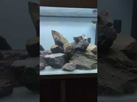 Siena 72 Rock Aquascape Overview! #shorts