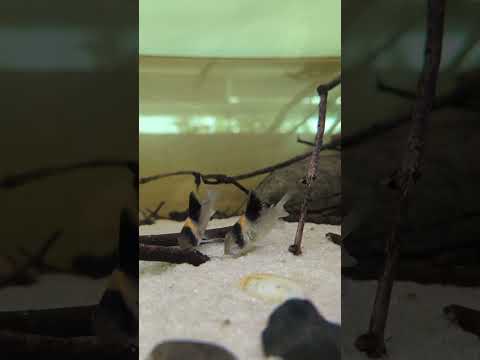 Corydoras Feeding Time! 😋 #shorts
