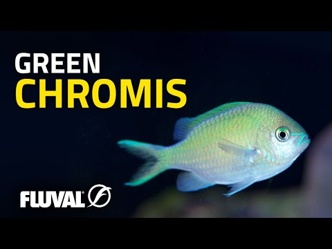 Species Spotlight | Green Chromis