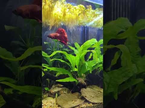 Super Sassy Betta 😮 #shorts