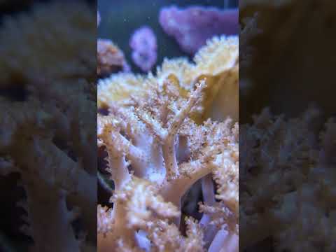 Beautiful Soft Coral Reef #shorts