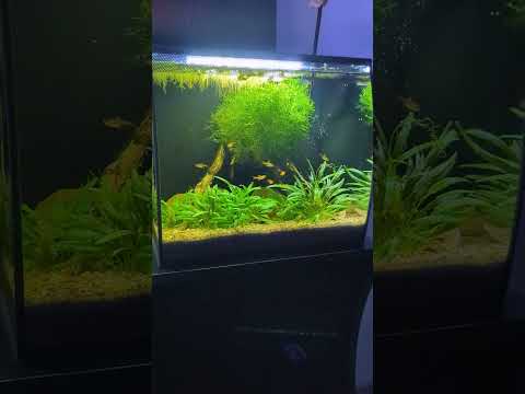 Ember Tetra Feeding Frenzy! 😋 #shorts