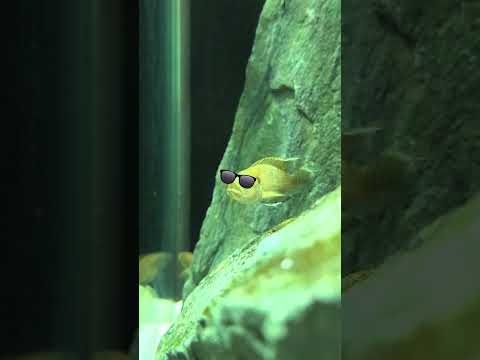 African Cichlid Dance Party! 🕺 #shorts