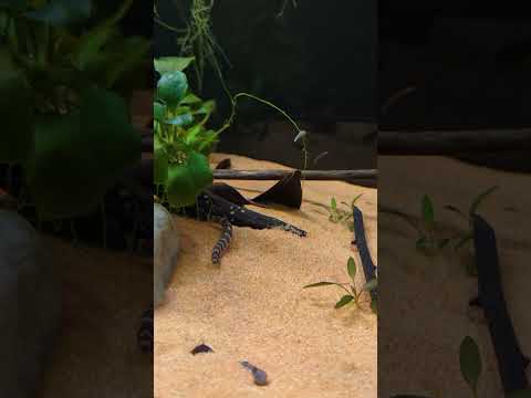 Cute Kuhli Loach having dinner 🍝 #shorts