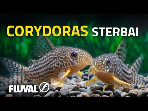 Species Spotlight | Sterba’s Corydoras