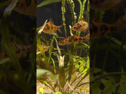 Gouramis and Loaches and Barbs, Oh My! #shorts