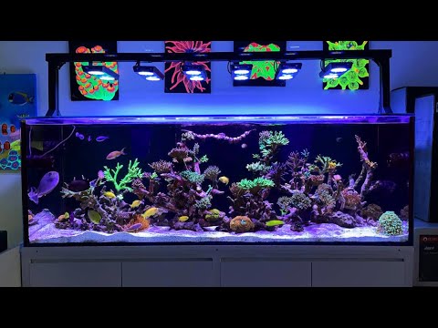 MicMol – THOR X Reef LED with Sky Rack Mounting