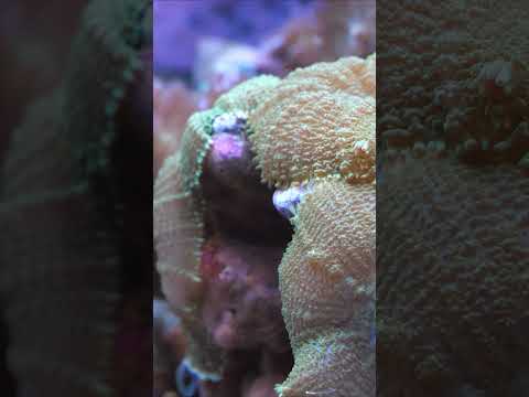 125 gal. Mixed Reef Highlights! #shorts