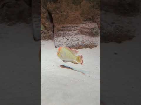 Beautiful Geophagus pyrocephalus! 😍 #shorts