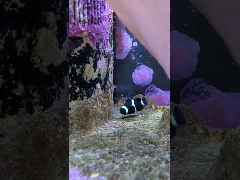 Our Black Ocellaris Clownfish laid eggs! 😮 #shorts
