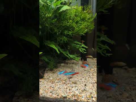 Beautiful Planted Community Aquarium! 😍 #shorts