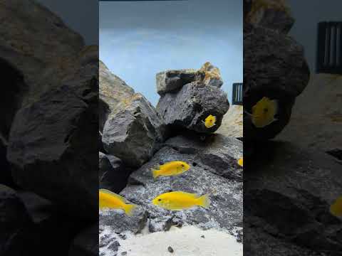 Cute Yellow Lab African Cichlids! #shorts