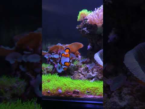 Fluval Evo coral reef aquarium! 🤩 #shorts