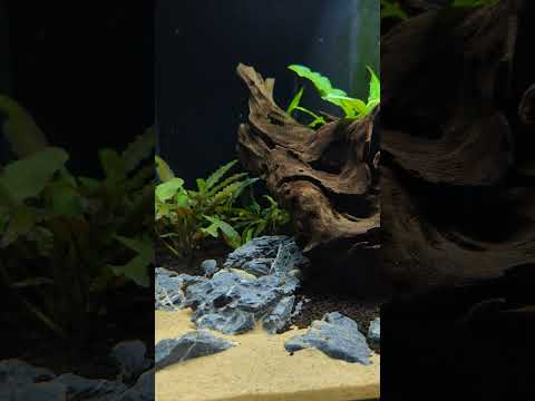 Fluval Flex 32 Aquascape! 🌿 #shorts