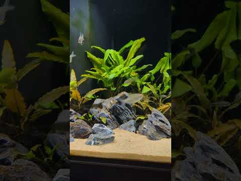 Lemon Tetra planted aquarium! 🍋🌿 #shorts