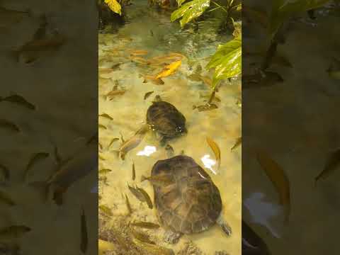 Giant South American river turtles! #shorts