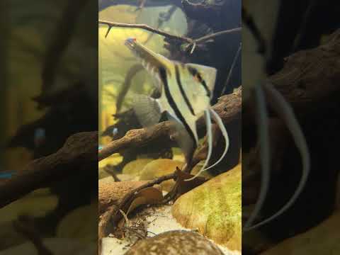 Relaxing biotope aquarium! #shorts
