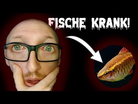 Weißpünktchenkrankheit | VLOG