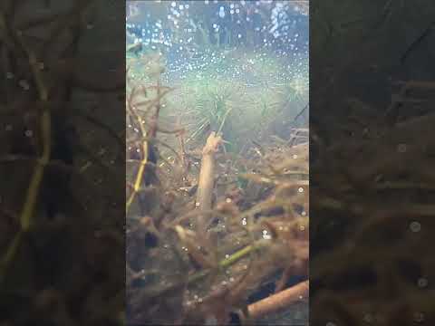 Wild Betta habitat in Thailand! #shorts