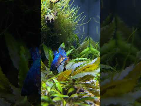 Stunning Betta looking for food! 🍴 #shorts