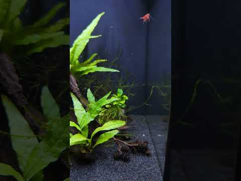 Cherry Shrimp zoomies! 😂 #shorts