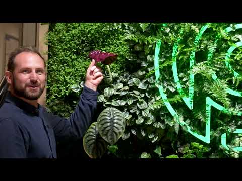 Living Wall at Prolific Machines, by Habitat Horticulture