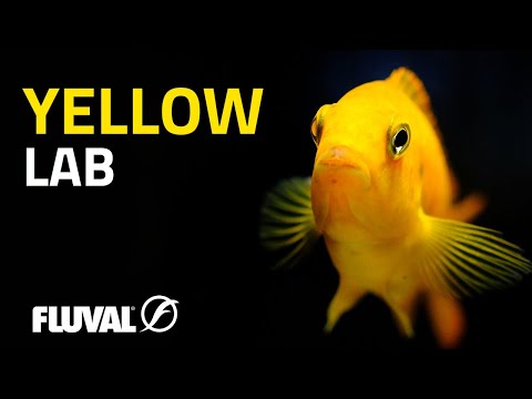 Species Spotlight | Yellow Labidochromis