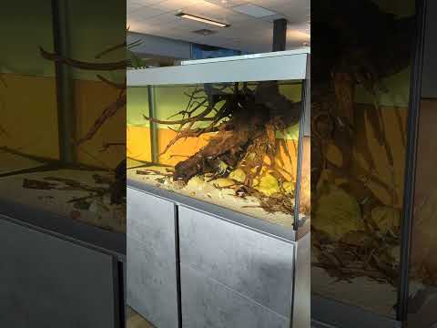 Natural sunlight in biotope aquarium 🌞 #shorts