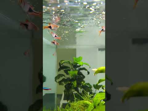 Feeding beautiful Harlequin Rasboras! #shorts