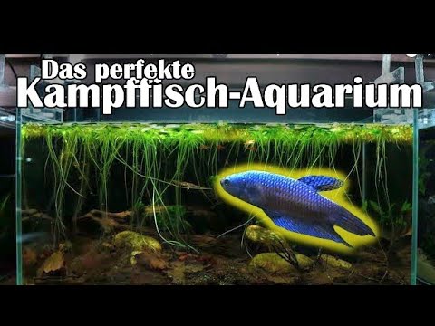 Das perfekte Kampffisch – Aquarium (168)