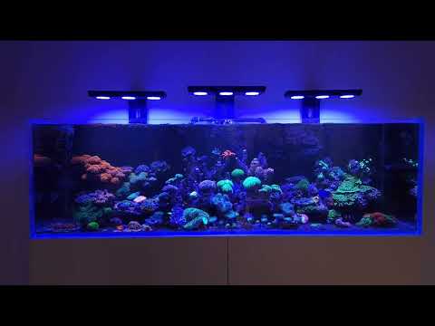 MICMOL – THOR PRO 180 BLUE
