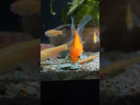 if you like this video… let minnow #shorts
