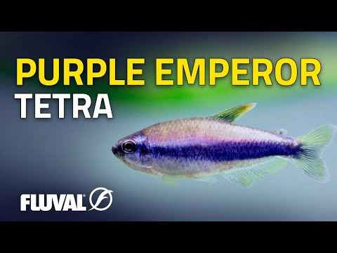 Species Spotlight | Purple Emperor Tetra