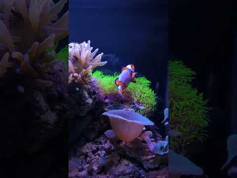 this clownfish is just so silly #shorts