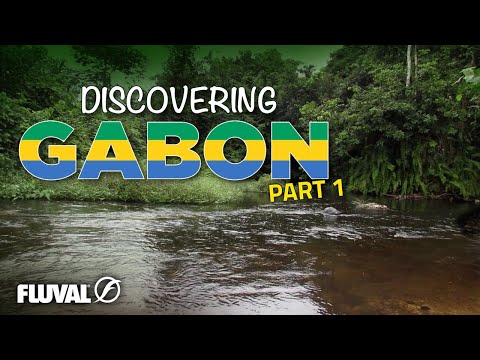 DISCOVERING GABON | Finding New Fish Species!