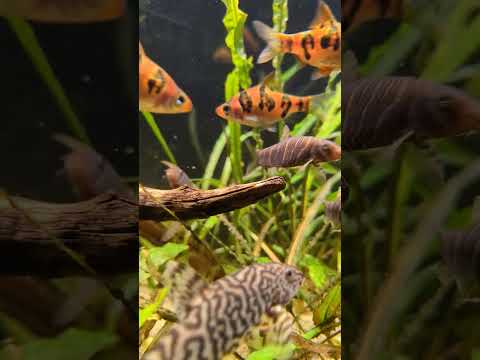 we got barbs & we got loaches #shorts