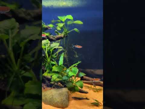 Ruby Tetras – an underrated species! #shorts
