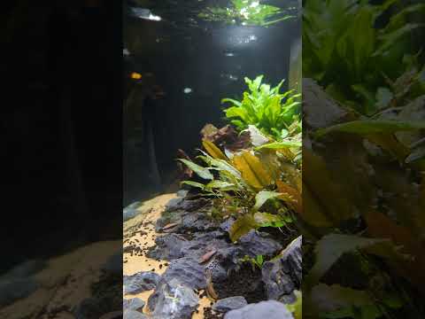 Pretty Purple Emperor Tetras! 💜 #shorts