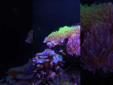 Green Star Polyp 💚 #shorts