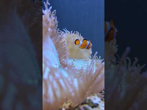 Watch fish react to lightning underwater! ⚡ #shorts