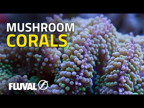 Species Spotlight | Mushroom Corals