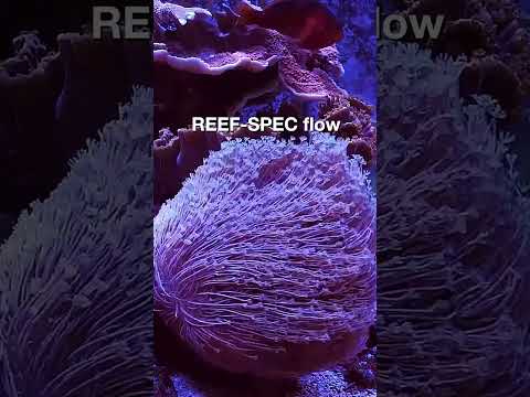 Red Sea Red Sea’s ReefWave – Silent. Smart. Powerful